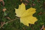 Sycamore Leaf On The Ground In Autumn In East Grinstead Stock Photo