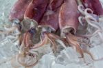 Fresh Squid preserving in ice Stock Photo