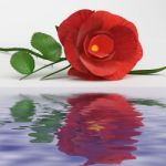 Rose Love Represents Romance Flower And Bloom Stock Photo