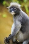 Close Up Face Of Dusky Leaves Monkey In Wild Stock Photo