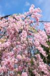 Beautiful Pink Sakura, Cherry Blossom Stock Photo
