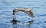 Beautiful Isolated Picture With A Funny Great Heron Flying Near The Water Stock Photo