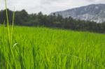 Close Up Grass In A Green Field With Mountains In The Background Stock Photo