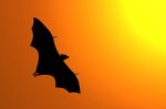 Silhouette Of Flying Fox Stock Photo