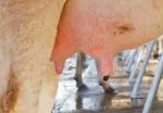 Cow Udder In Farm Stock Photo
