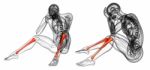 3d Rendering Medical Illustration Of The Tibia Stock Photo
