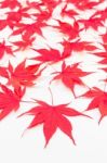 Red Acer Leaves On White Background Stock Photo