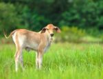 Calf Stock Photo