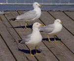 Three Gulls Are Waiting Stock Photo