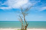 Tree On The Beach Stock Photo