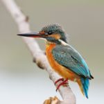 Female Common Kingfisher Stock Photo