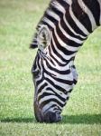 Beautiful Background With A Zebra Eating The Grass Stock Photo