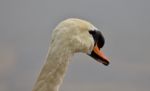 Beautiful Isolated Photo Of A Strong Mute Swan Looking Somewhere Stock Photo