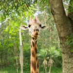 Giraffe Looking For Food During The Daytime Stock Photo