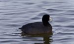 Beautiful Picture With A Coot Swimming In Lake Stock Photo