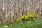 Marsh Marigold (caltha Palustris) Flowering In Springtime Stock Photo