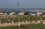 Seagulls In The Seashore Stock Photo