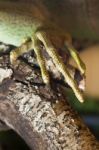 Iguana Lizard Claw Stock Photo