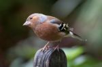 Common Chaffinch Close-up Stock Photo
