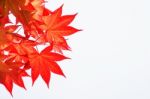 Autumn Rea Maple Leaves On White Background Stock Photo