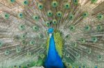 Peacock Showing Stock Photo