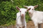 Smiling Little Goats Stock Photo