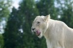Beautiful Close-up Of A White Lion Ready To Eat Stock Photo
