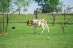 Country Calf In Queensland Stock Photo