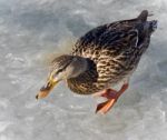 Beautiful Image Of A Mallard Walking On Ice Stock Photo