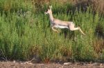 Gazelle Stock Photo