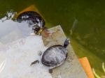 Terrapins In The Moat Around The Bandstand In Tavira Portugal Stock Photo