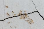 Ants Climb Walls Stock Photo