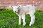 One White Newborn Lamb Standing In Green Grass With Wall Stock Photo