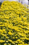 Inside Greenhouse Of Yellow Chrysanthemum Flowers Farms Stock Photo