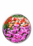 Crystal Ball With Various Colored Tulips On White Background Stock Photo