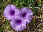 Mallow-leaved Bindweed (convolvulus Althaeoides) Stock Photo