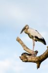 Asian Openbill (anastomus Oscitans) White Bird Standing Alone Stock Photo