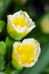 Yellow Flower Of Limnocharis Flava Stock Photo