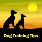 Dog Training Tips Means Puppy Doggy And Teaching Stock Photo