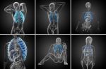 3d Rendering  Medical Illustration Of The Ribcage Stock Photo