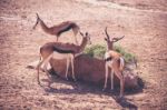 Flock Of The Gemsbok Is A Large Antelope In The Oryx Genus Stock Photo