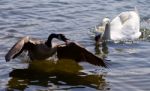 Amazing Isolated Photo Of The Canada Goose Running Away From The Angry Mute Swan Stock Photo