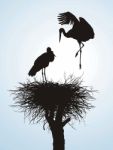 Storks In Nest Stock Photo