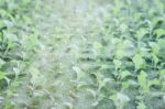 Hydrophonic Plantation Of Vegetable Salad Stock Photo