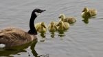 Beautiful Background With A Young Family Of Canada Geese Swimming Stock Photo