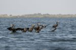 Great Cormorants (phalacrocorax Carbo) In The Danube Delta Stock Photo