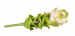 Siam Tulip Flower Isolated On White Background Stock Photo