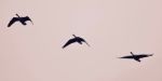Picture With Three Canada Geese Flying In The Sky Stock Photo
