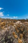 Vegetation On The Sand Dunes Of Ria Formosa Marshlands Stock Photo
