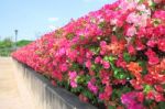 Wall Of Bougainvillea Flower Border Garden Stock Photo
